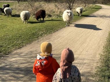 Børn kigger på får